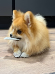 photo-10
