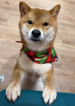 photo-12